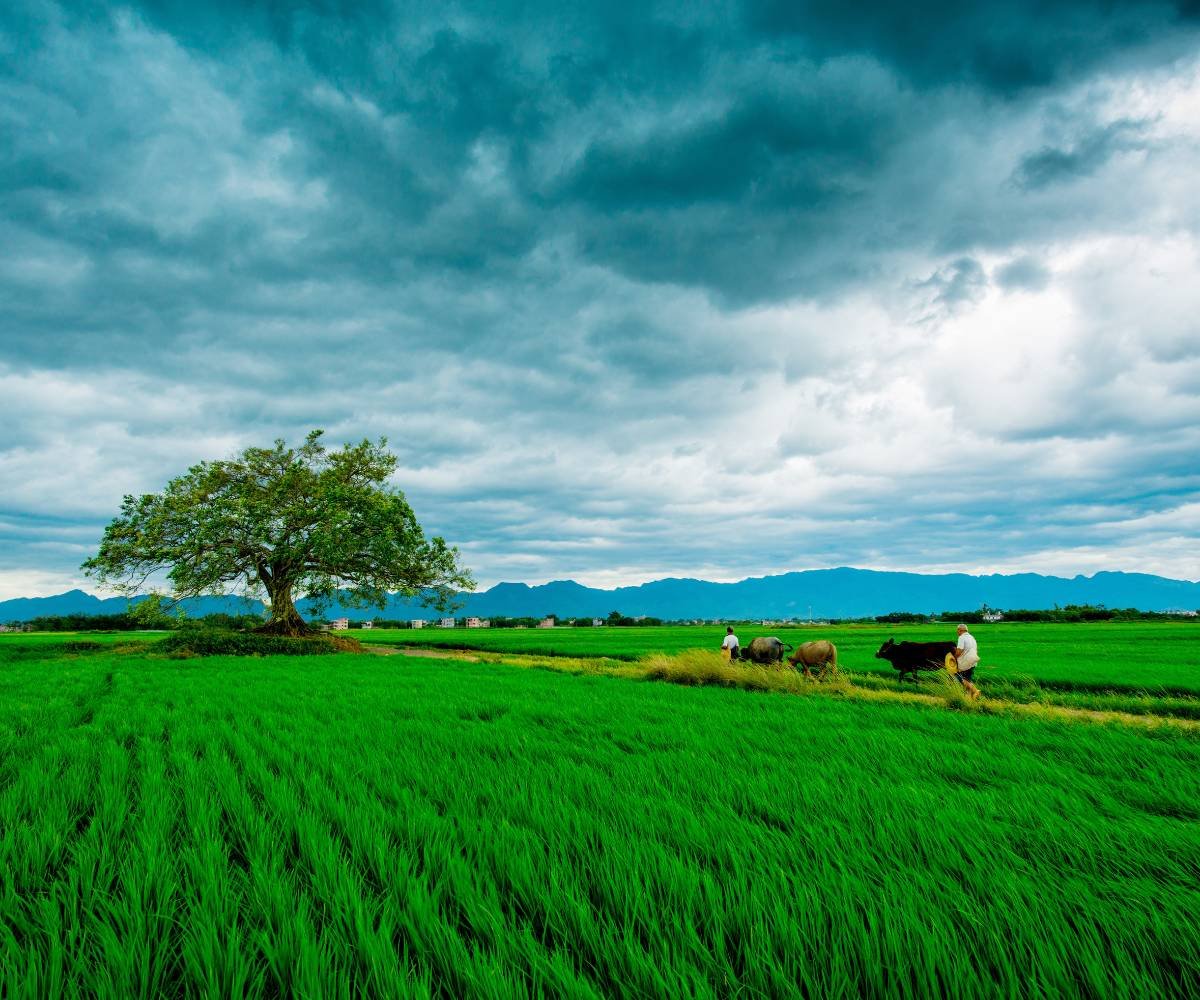farmer (1)